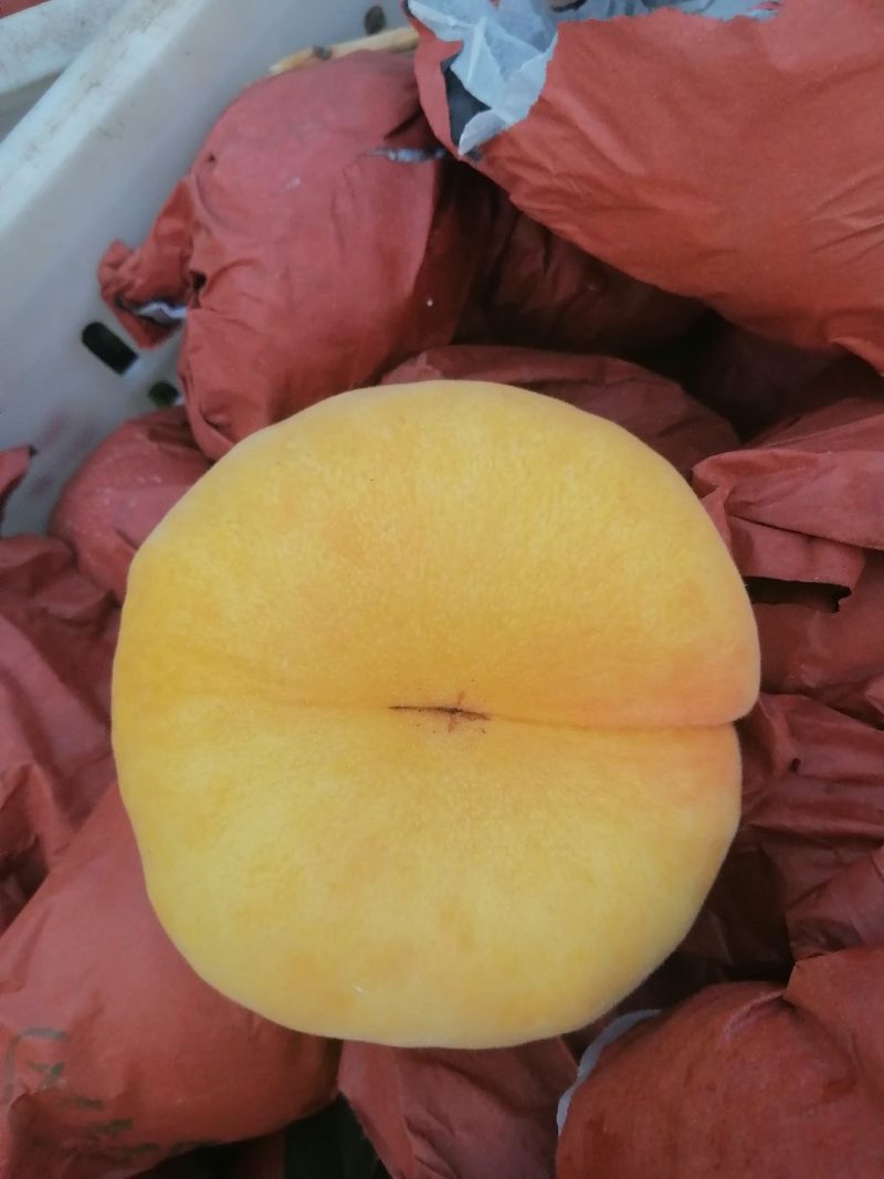 黄桃
