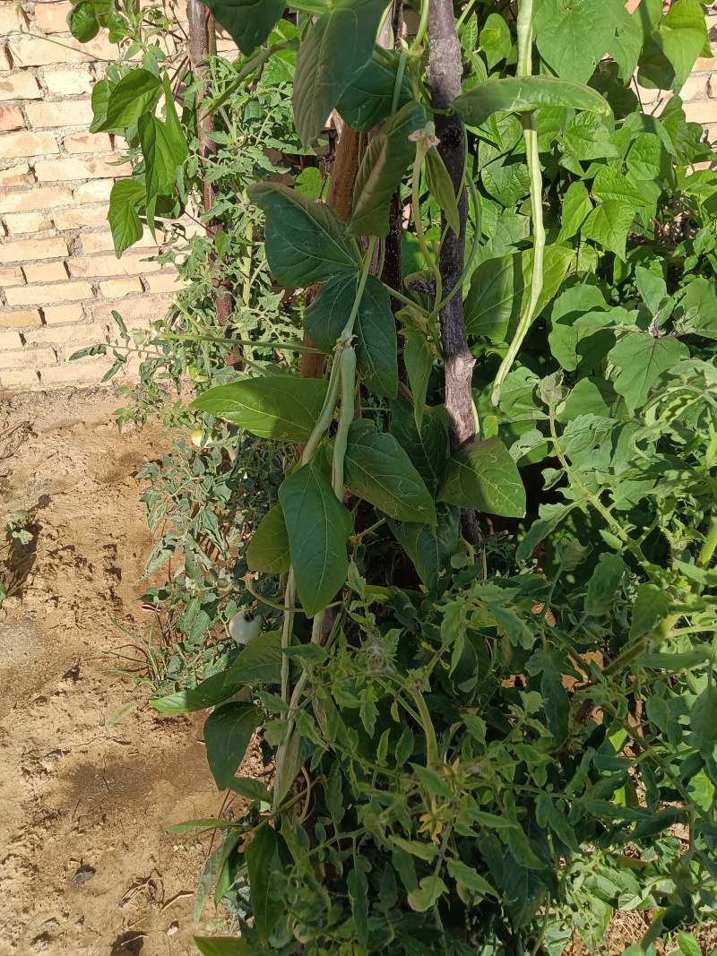 自家种的豆角