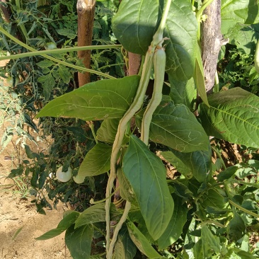 自家种的豆角