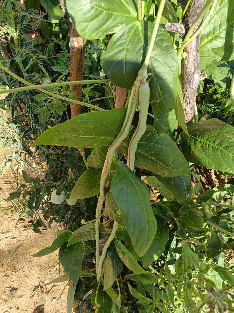 自家种的豆角