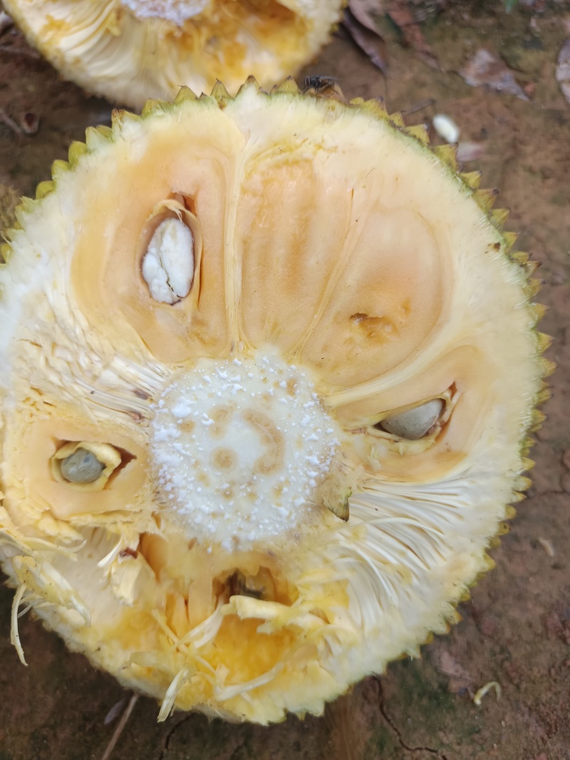 珍珠红肉菠萝蜜