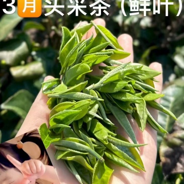 英德红茶英红九号