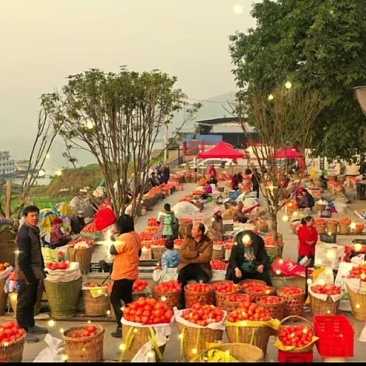 重庆丰都楠竹柑橘