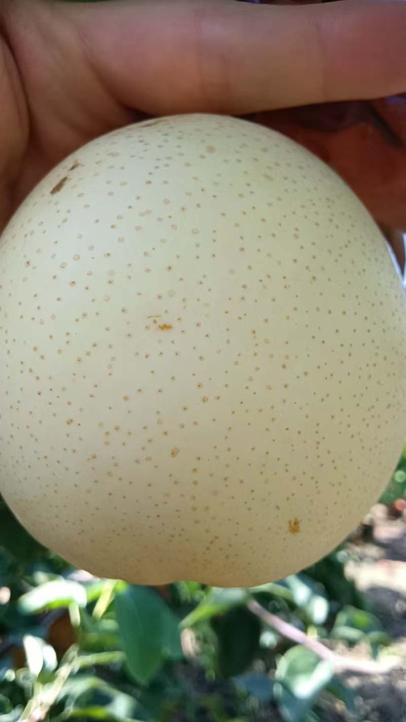 黄金梨2万斤