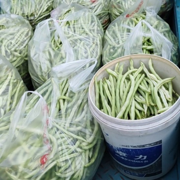 白皮豆角出售