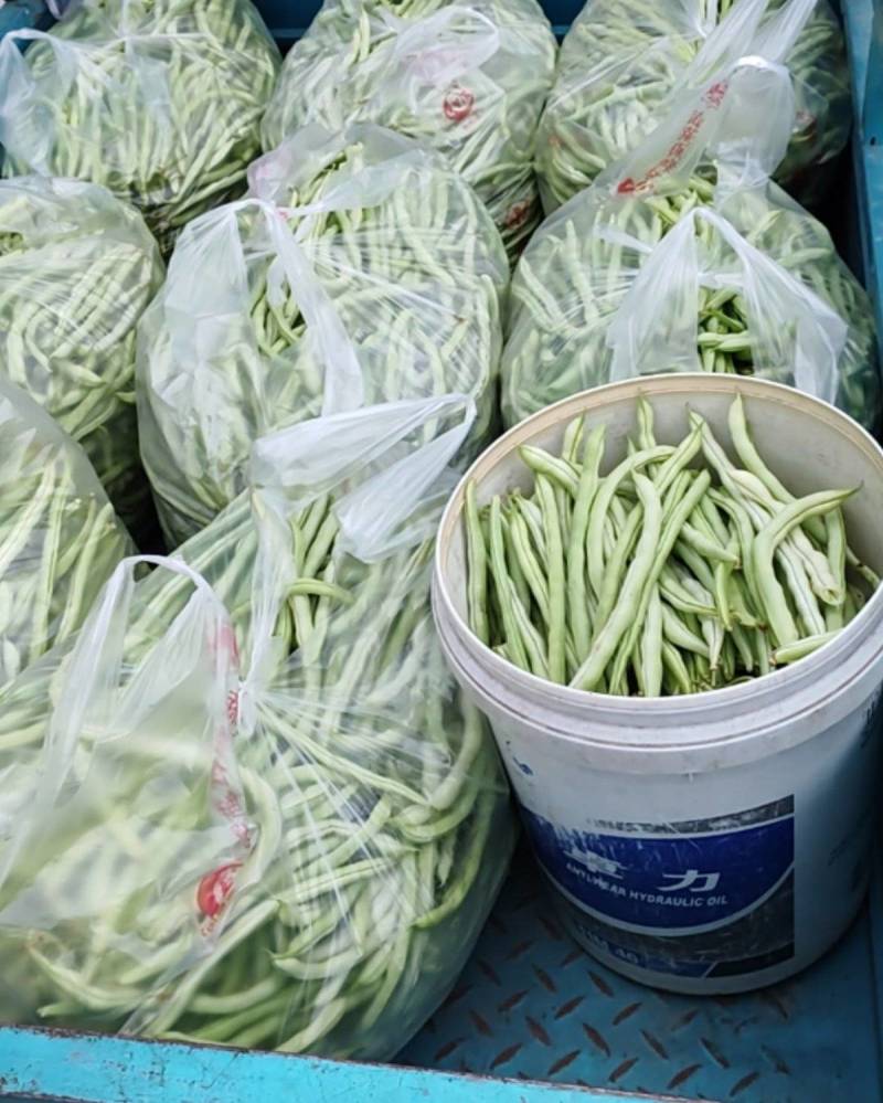 白皮豆角出售