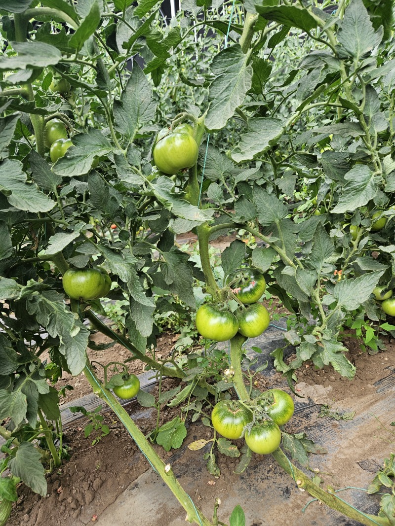 草莓柿子14亩，日产量1500斤左右