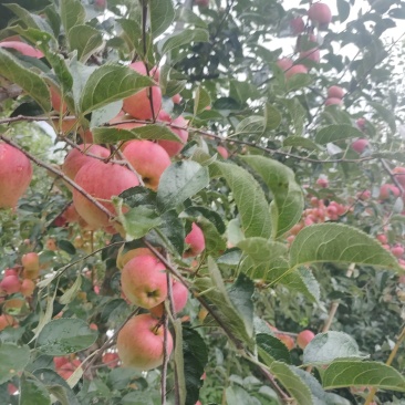 云南昭通苹果