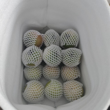 鞍山海城铁皮柿子