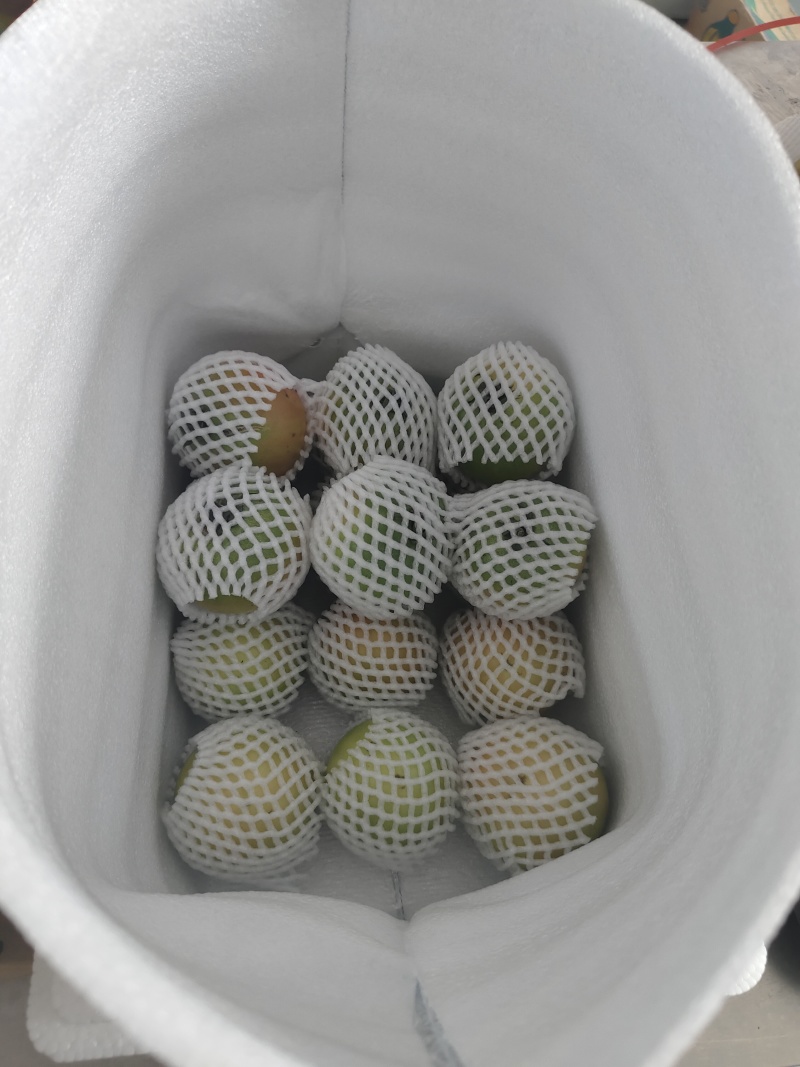 鞍山海城铁皮柿子