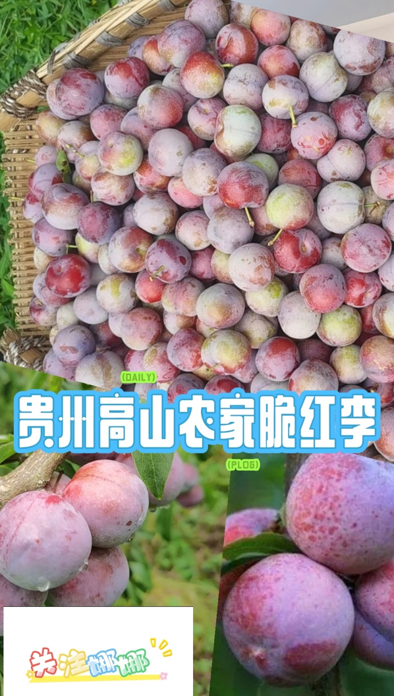 贵州遵义市正安县中观镇九曲脆红李