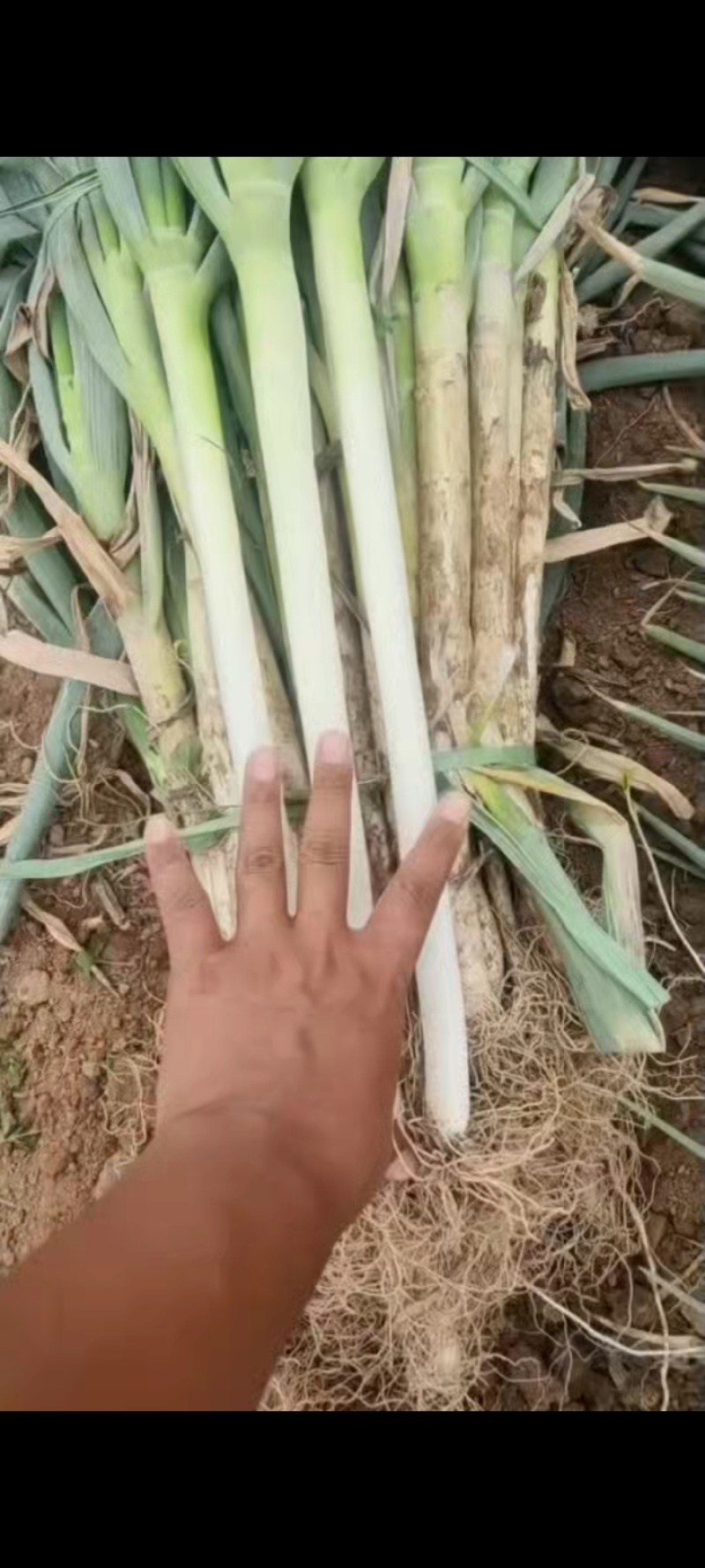 大葱