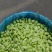 纯手工毛豆米价格优惠质量保证