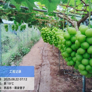 西昌阳光玫瑰葡萄