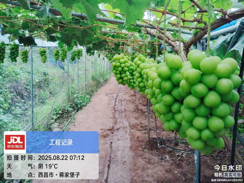 西昌阳光玫瑰葡萄