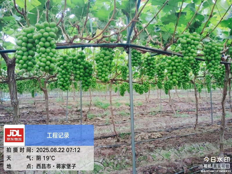 西昌阳光玫瑰葡萄