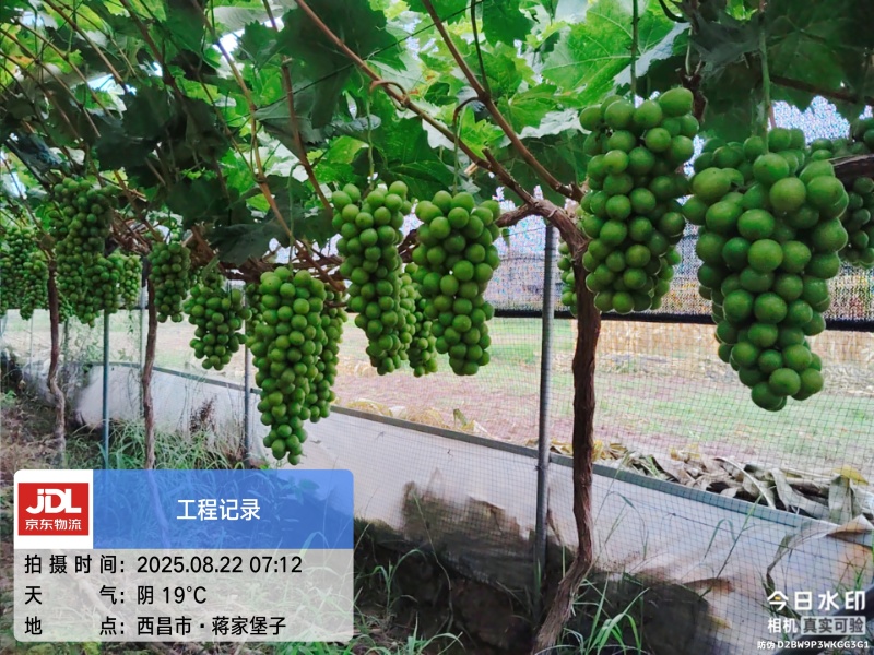 西昌阳光玫瑰葡萄