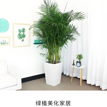 富贵椰子