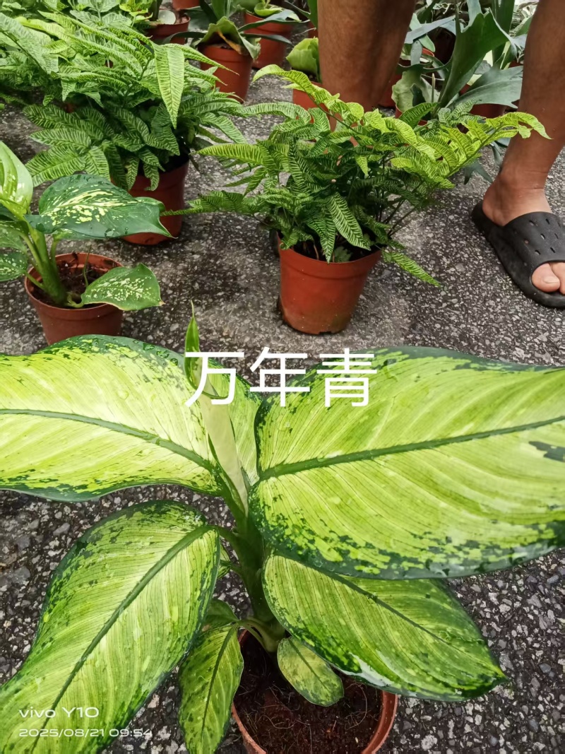 万年青130杯