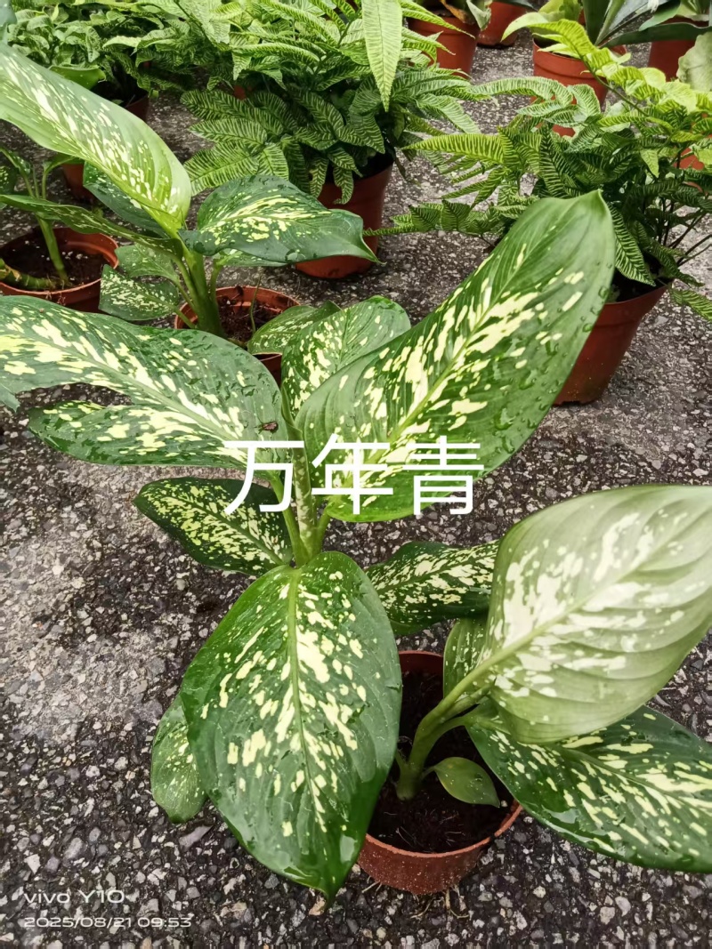万年青130杯