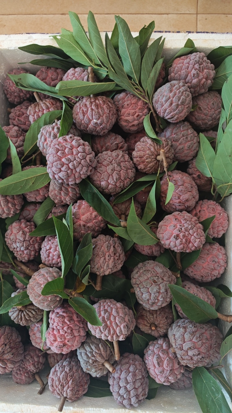 小果无限量供应。