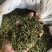 绿茶