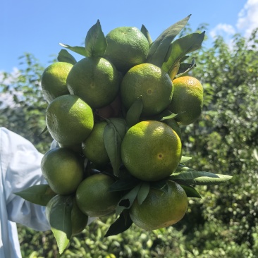 云南早熟橘子🍊