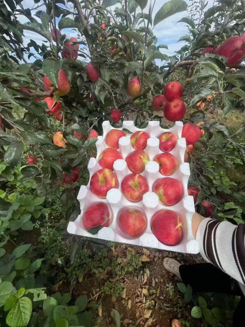 昭通红露苹果需要老板联系
