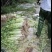 福建龙岩芹菜