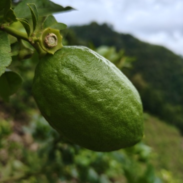 香水柠檬