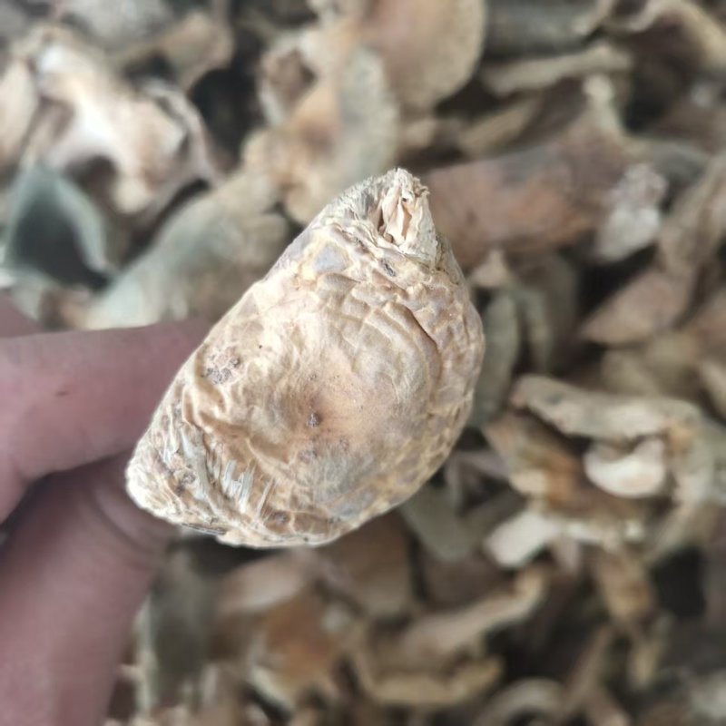 青头菌