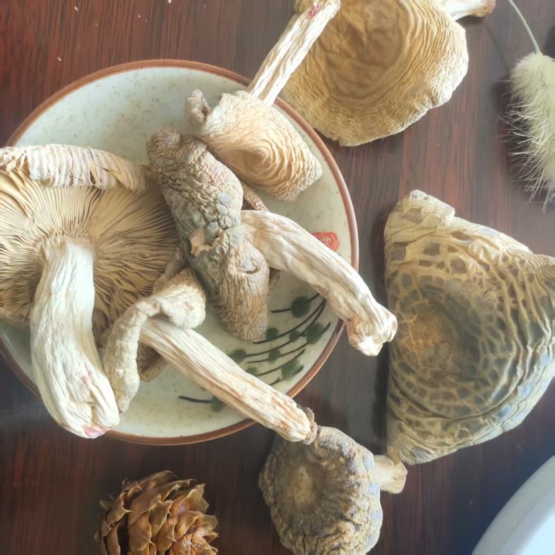 青头菌