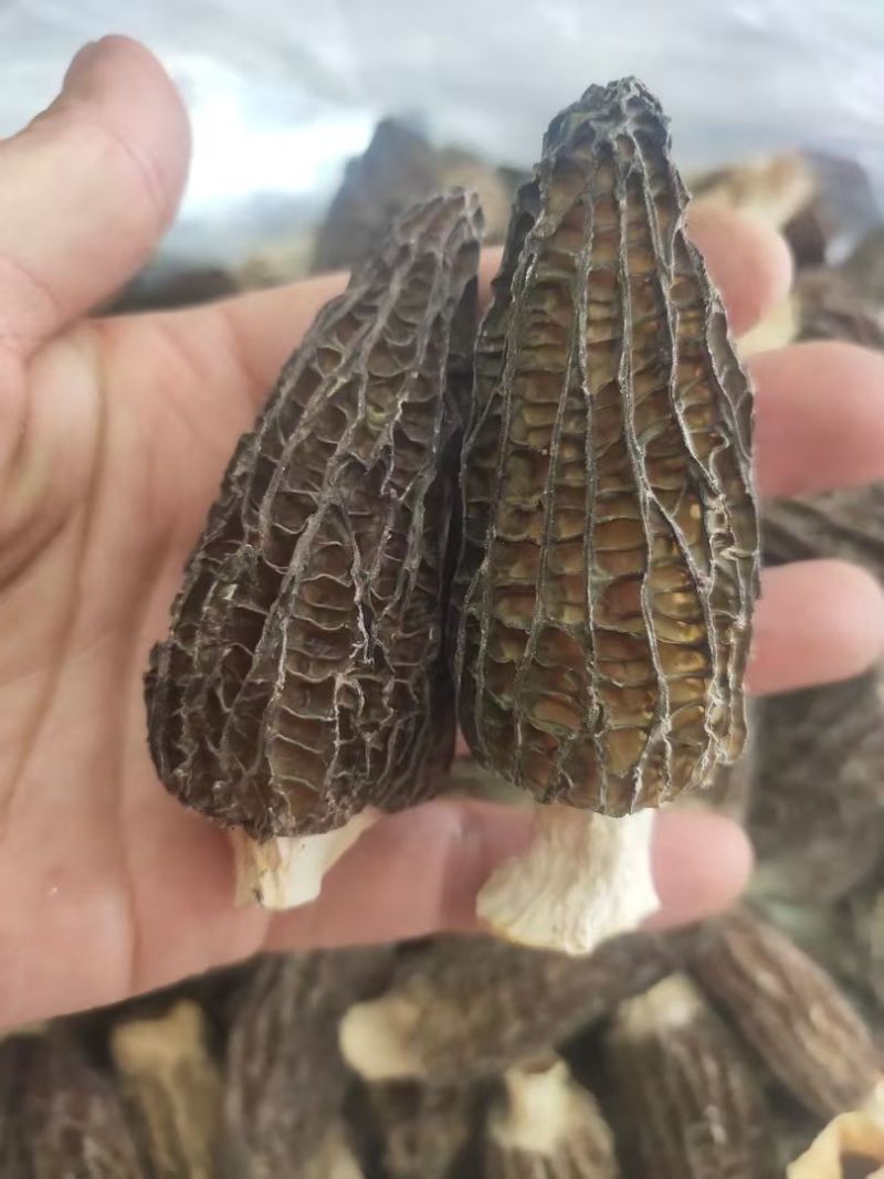 羊肚菌