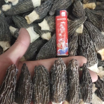 羊肚菌