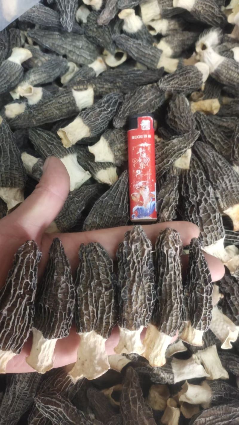羊肚菌