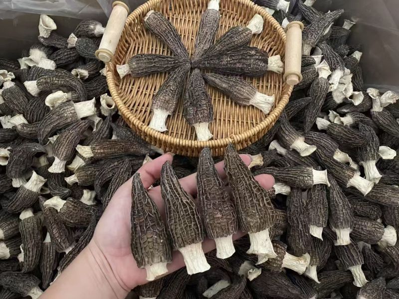 羊肚菌