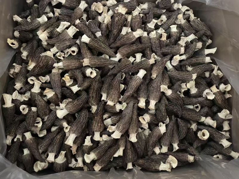 羊肚菌