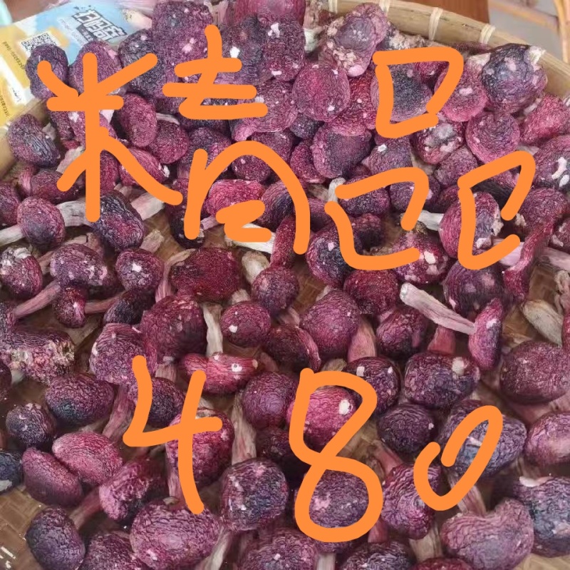 红菇