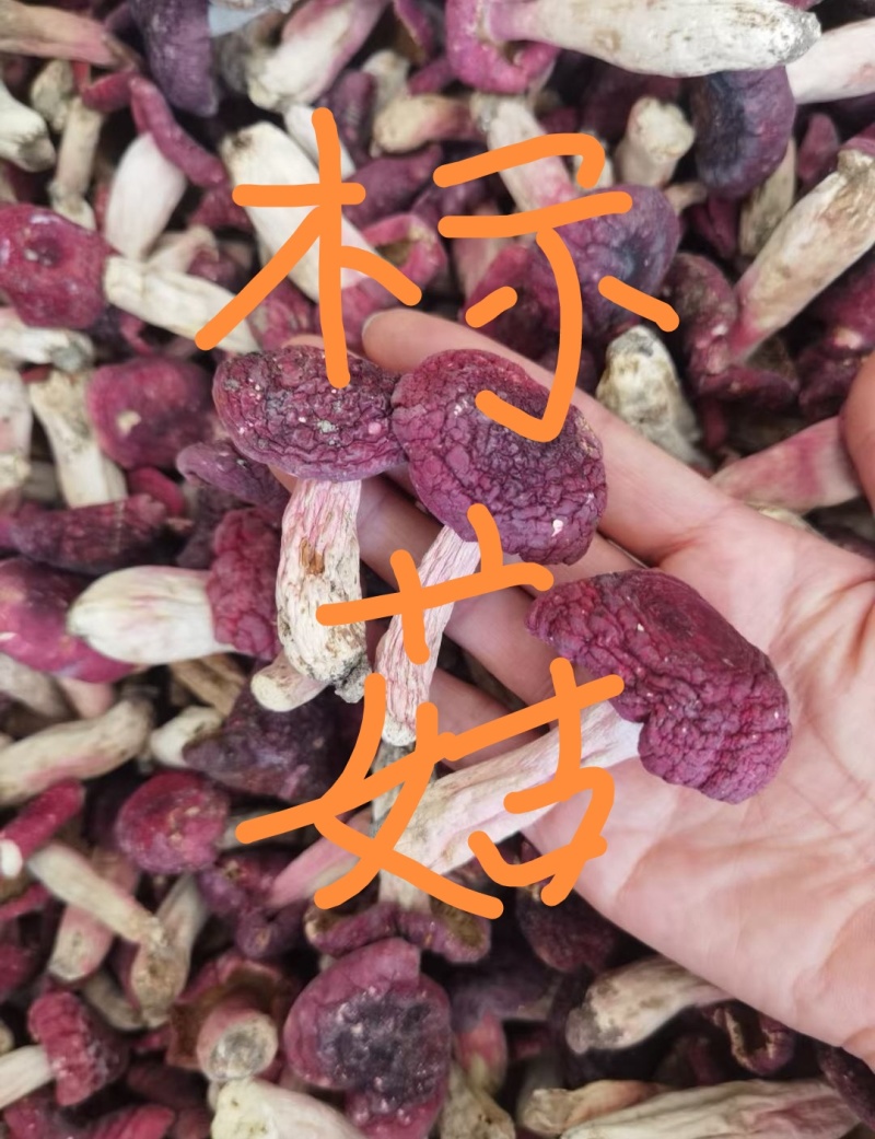 红菇