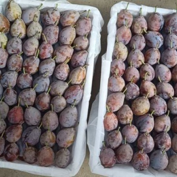 新疆伽师县西梅