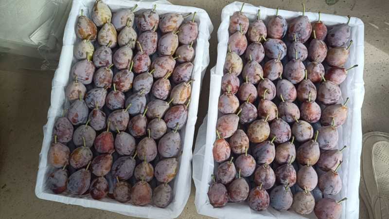 新疆伽师县西梅