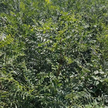 文冠果树苗