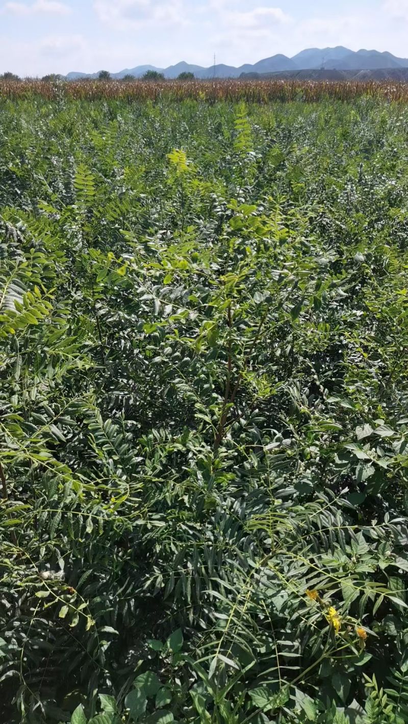 文冠果树苗