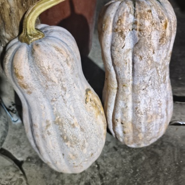 晴隆密本南瓜