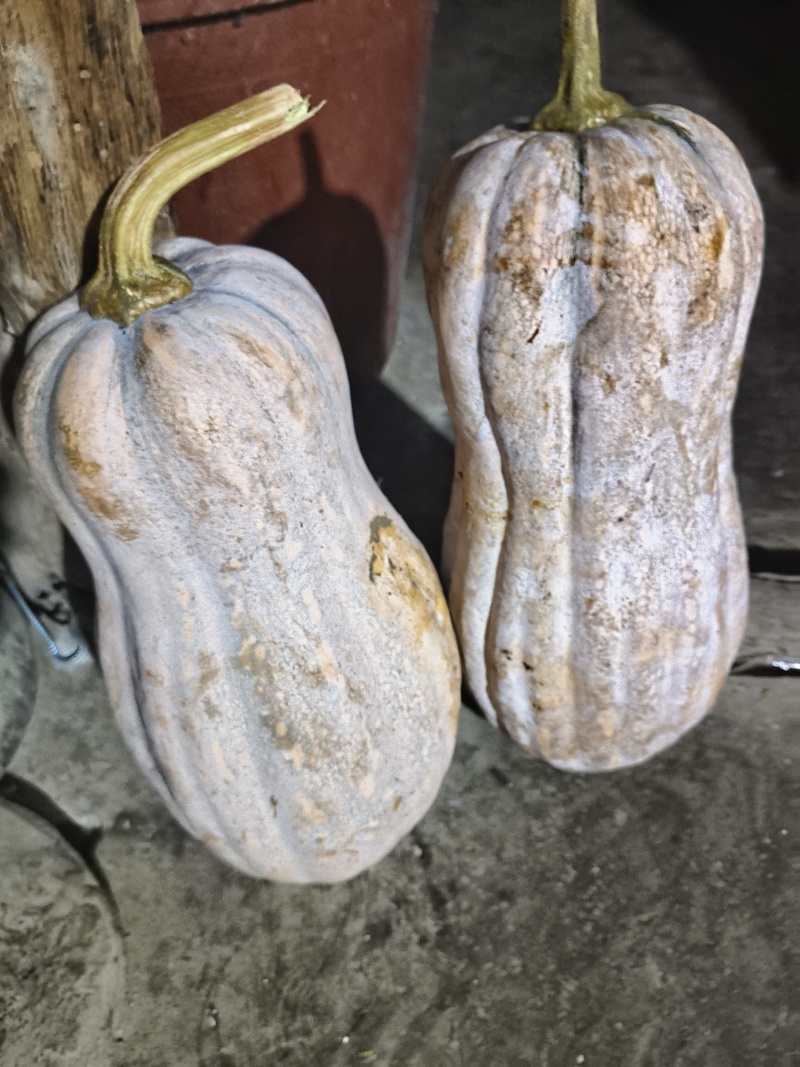 晴隆密本南瓜