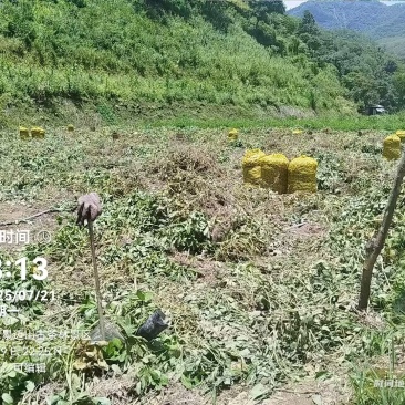 云南七彩花生