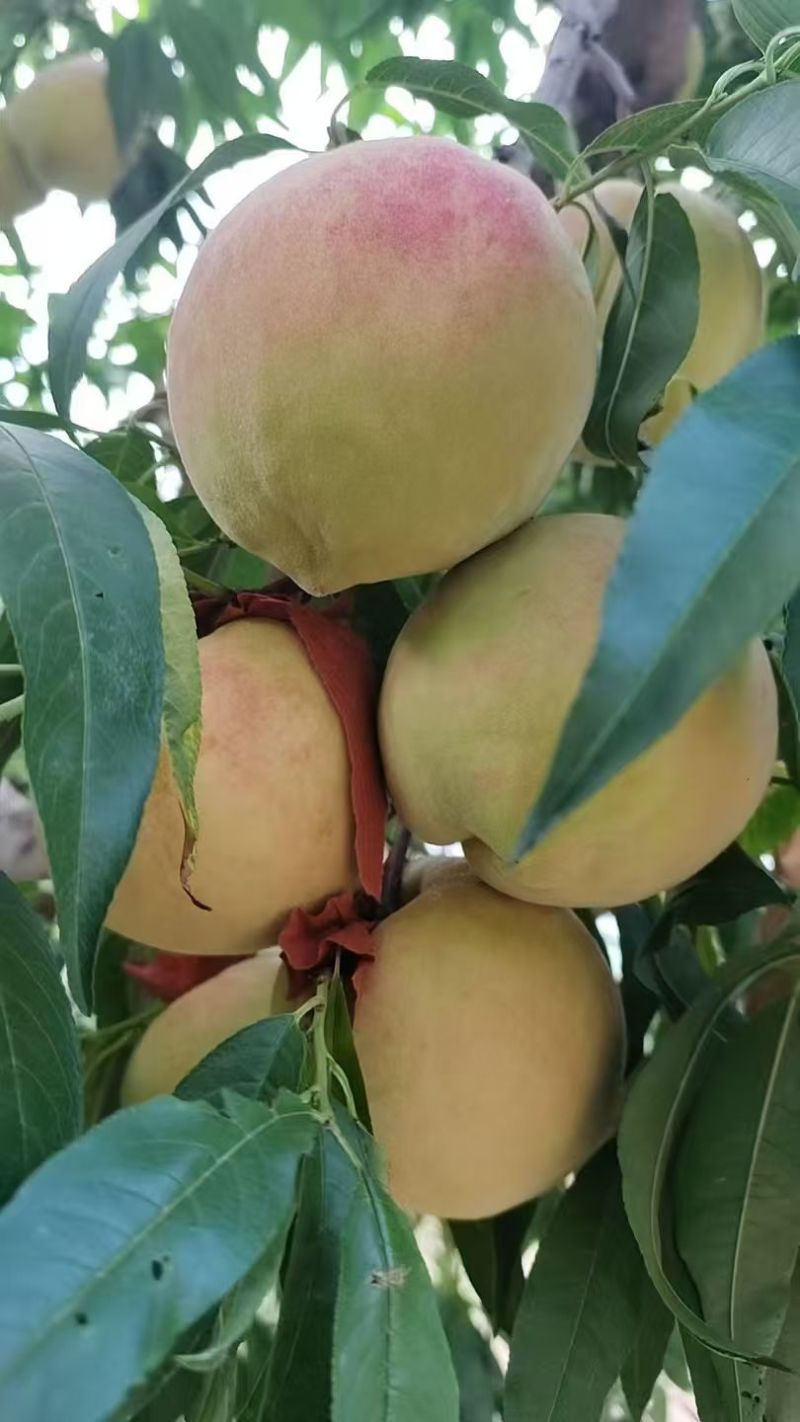 深州大蜜桃