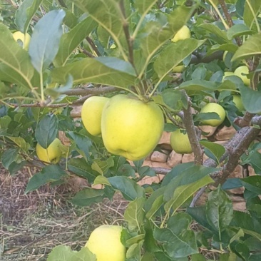 青苹果