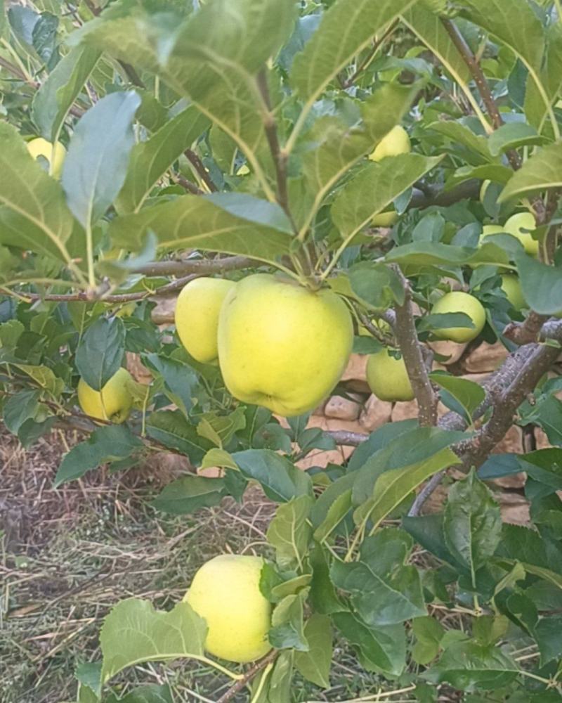 青苹果