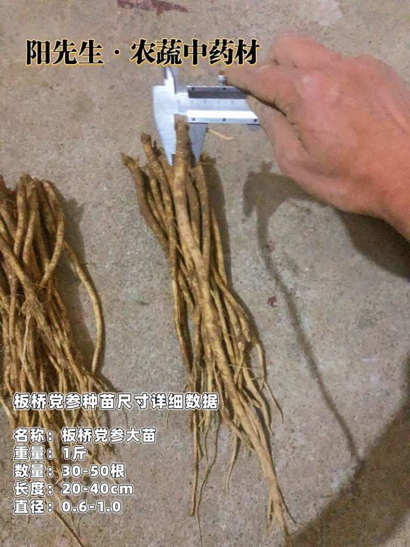 板桥党参种苗产新，货源充足，源头供应【党参苗、党参】